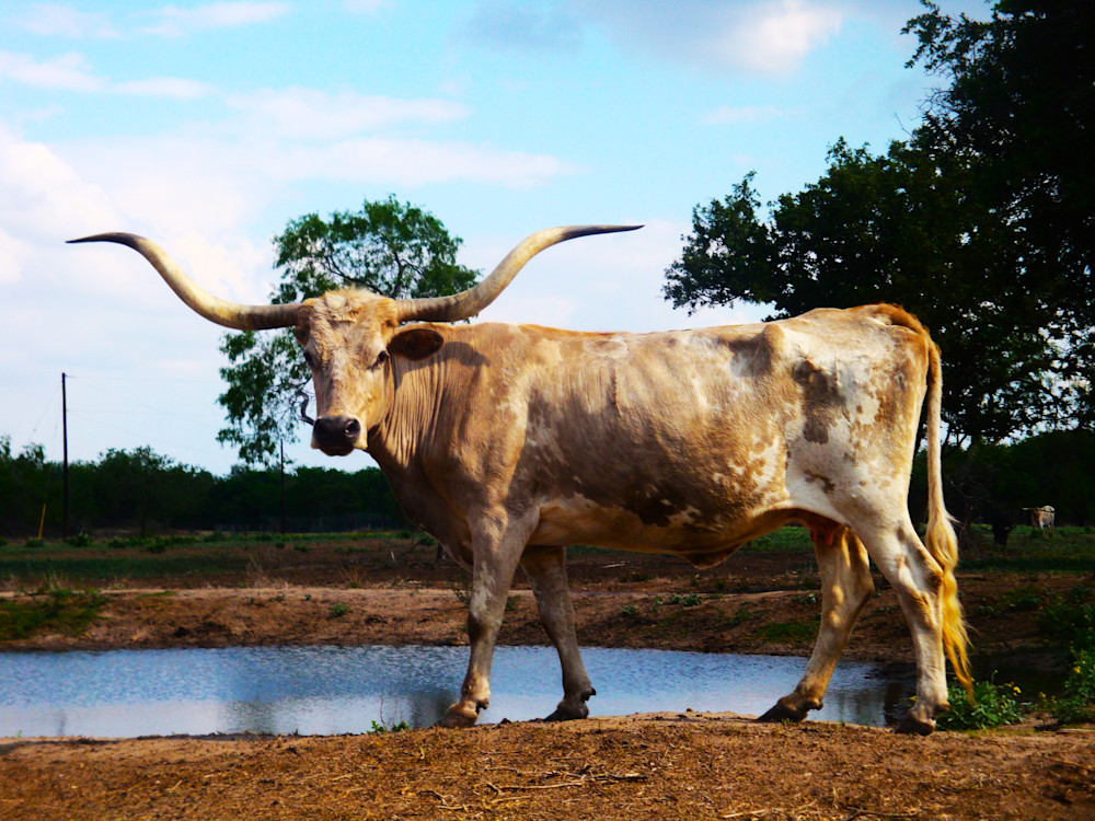 Our 1st 72 Inch Cow Color Grulla 2009 Art | Benjamin Art Etc