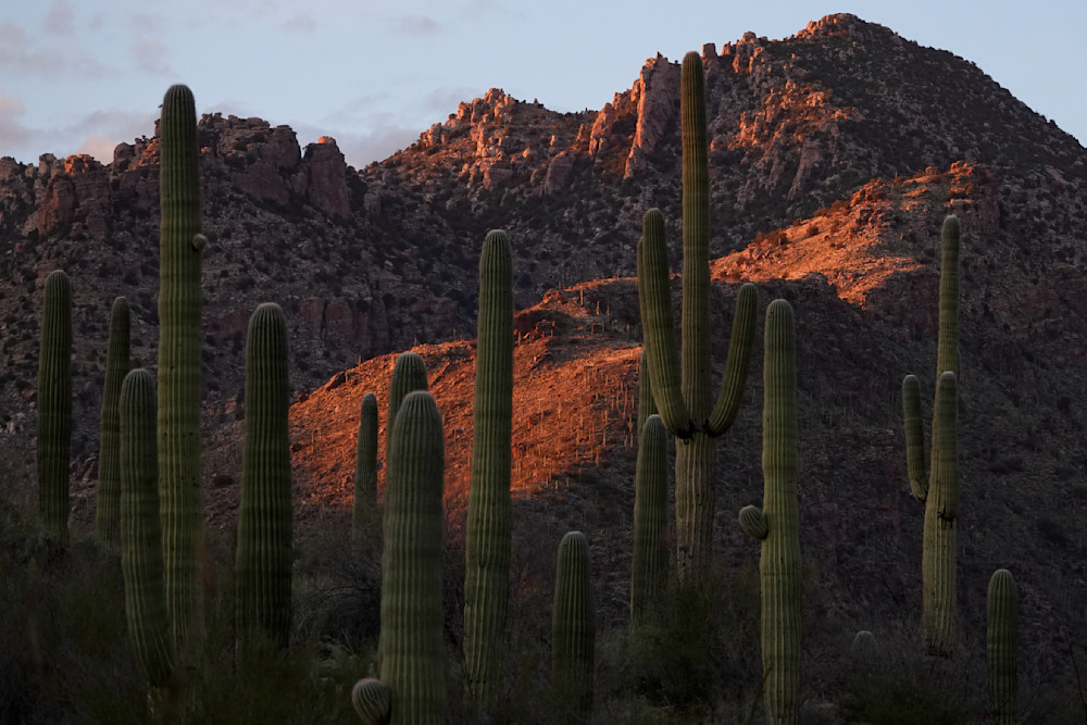Seeing Red Again   Saguaros, Sabino Canyon, Sunset Photography Art | Josh Lien (@joshlien27)