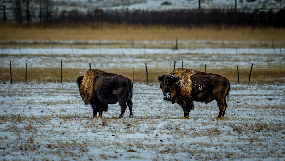 Bison Bliss Art | Dot Alford Photography