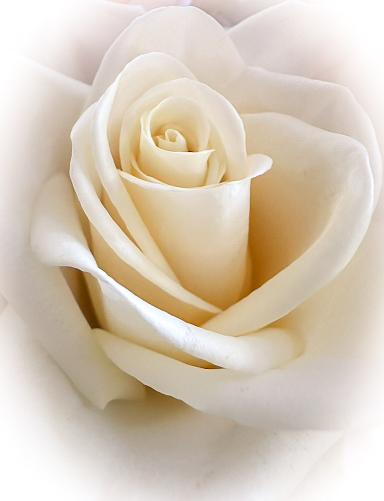 Elegance - Captivating Macro Photography of a White Rose