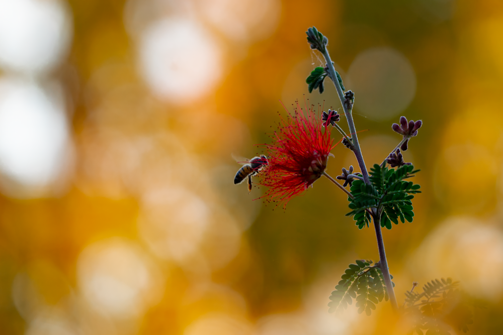 Autumn Bee Photography Art | Kelly Nine Photography