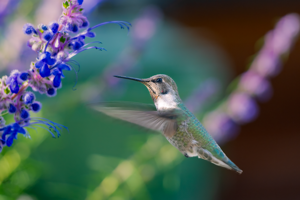 Hummingbird In Bluecurls Photography Art | Kelly Nine Photography
