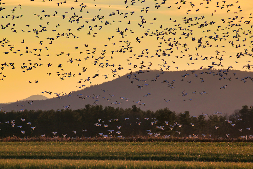 Snow Geese Migration Over Snake Mountain Photography Art | Anne Majusiak Photography