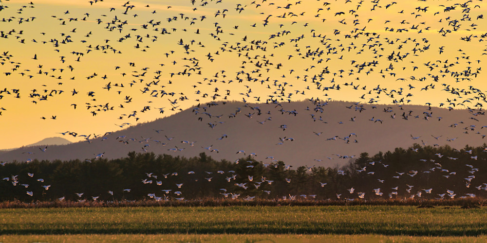 Snow Geese In Autumn    Panorama Photography Art | Anne Majusiak Photography