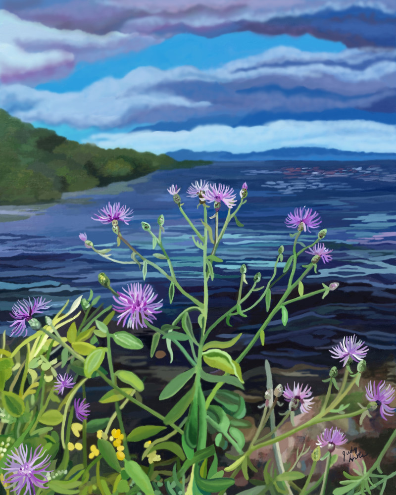 Spotted Knapweed On Lake Superior  Art | Judy's Art Co.