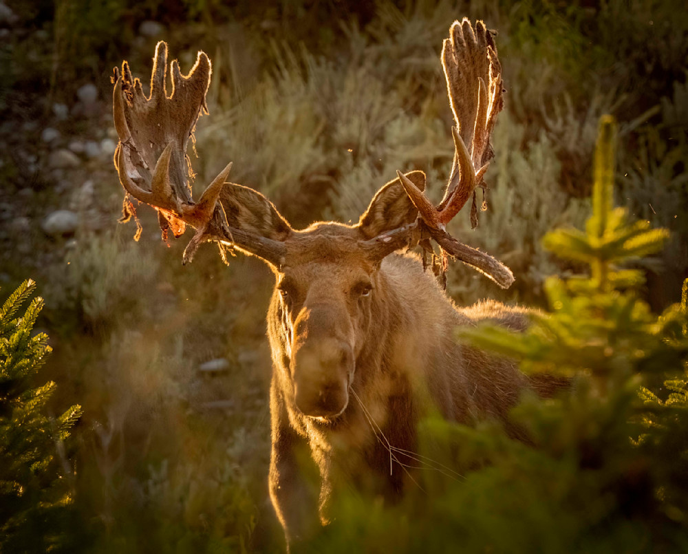 Ag Hoback In The Golden Light Art | Open Range Images