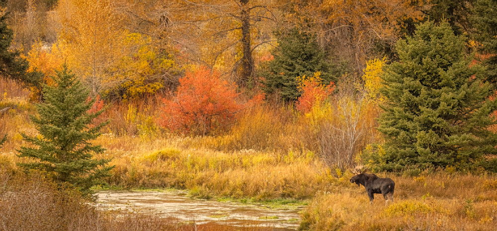 Ag Peak Color And A Moose  Art | Open Range Images