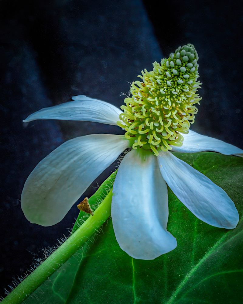Standing Tall Photography Art | Bren O'Malley Photography