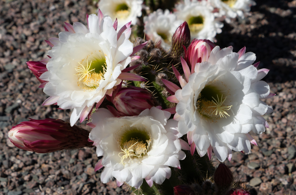 Hedge Hog Cactur Photography Art | John W. Daily Images