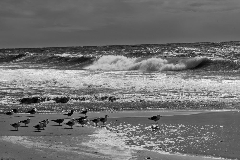 Laguna Beach Seagulls Photography Art | John W. Daily Images