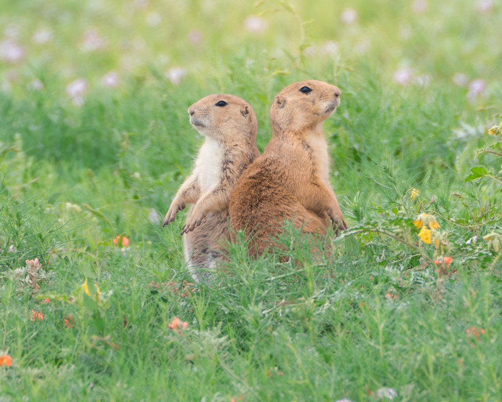 Nature | Prairie Pals 1 of 3