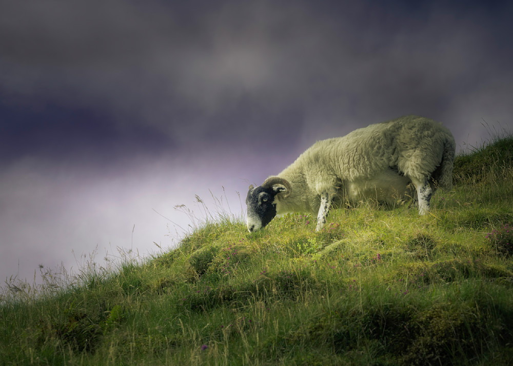 Sheep  Old Man Of Storr Photography Art | Raj Bose Photography