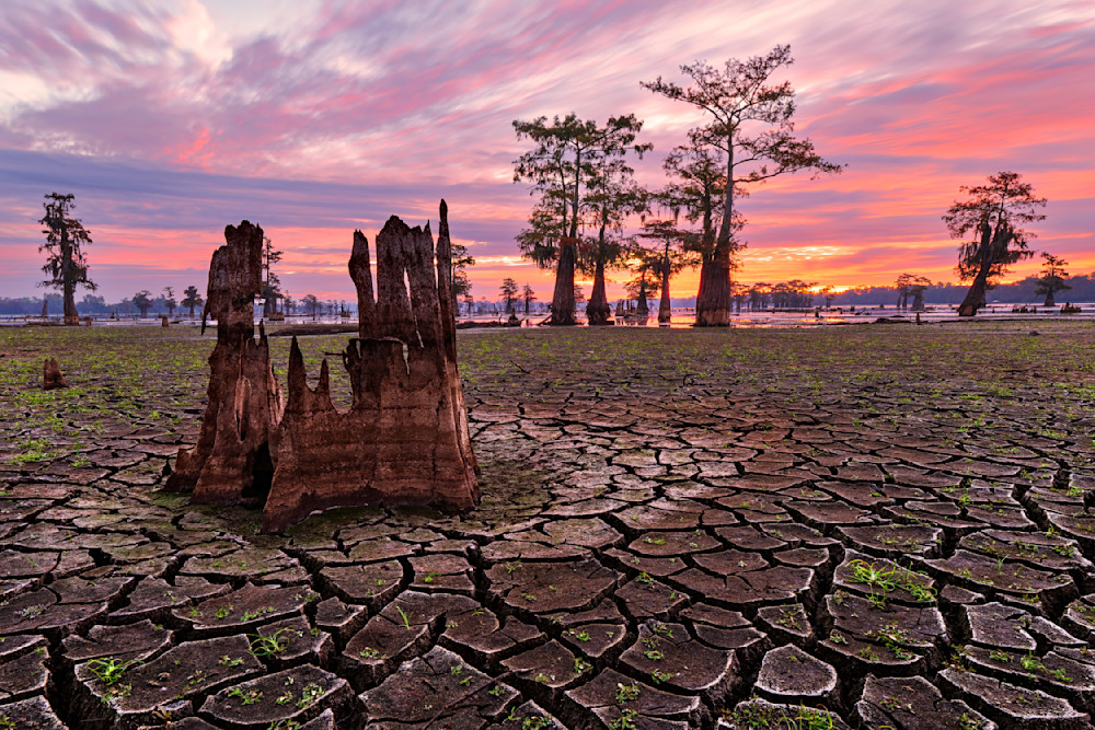 Cracked Henderson Swamp — Louisiana fine-art photography prints