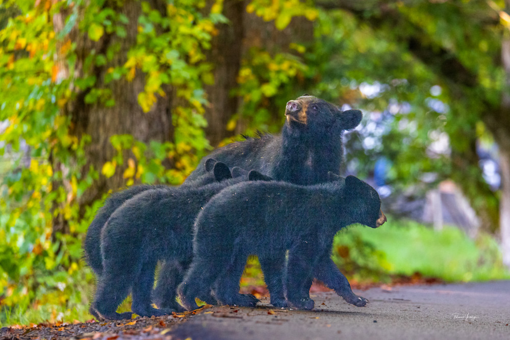 Bears Repeating Photography Art | Thomas Yackley Fine Art Photography