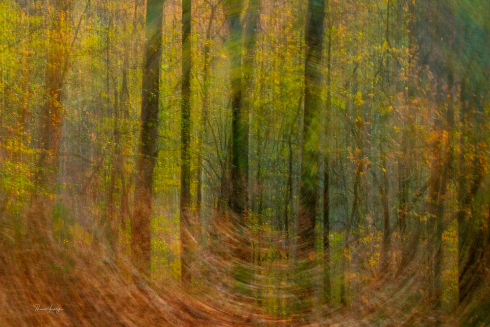 Forest Swirl Photography Art | Thomas Yackley Fine Art Photography