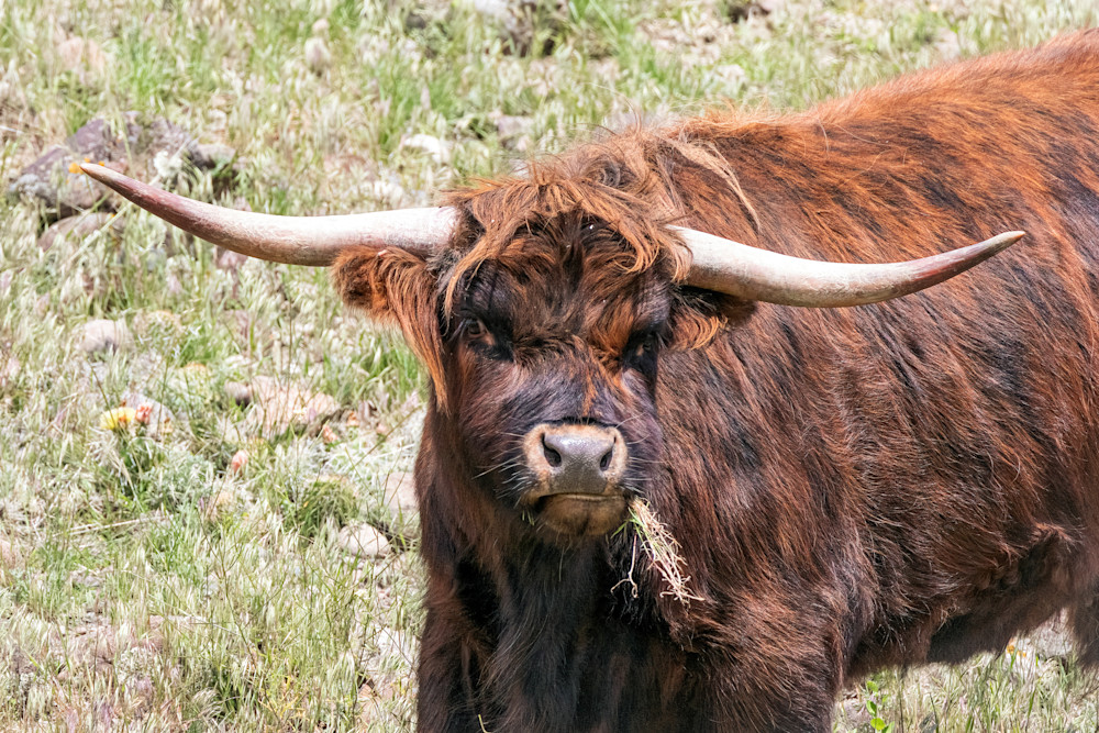 Tco   Scottish Highland Cow At Lunch  Art | Open Range Images