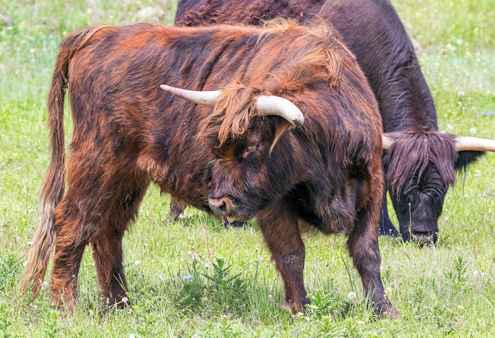 Tco   Scottish Higland Cattle Grazing Art | Open Range Images