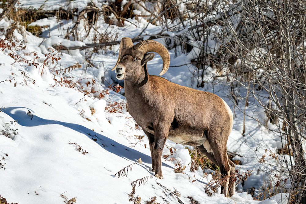 Tco   Bighorn Ram Casting His Shadow In The Snow Art | Open Range Images