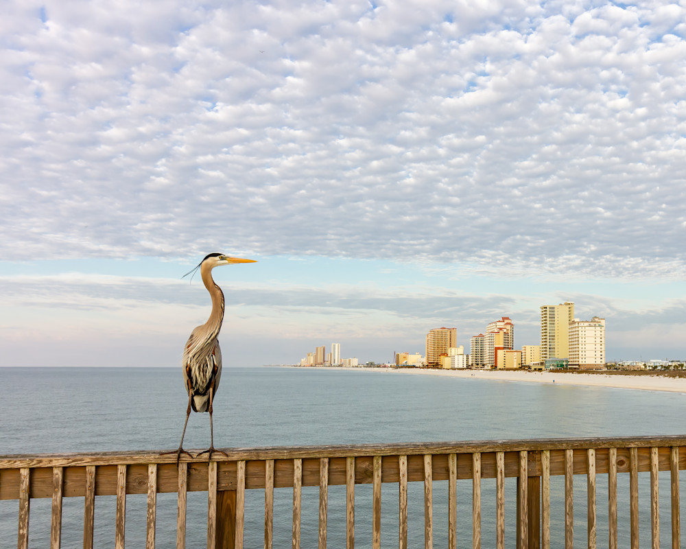 Blue Heron On Pier Photography Art | Julie Chapa Photography