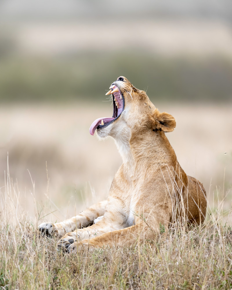 Lioness Lion Yawning,  Maasai Mara,  Kenya,  Africa  Photography Art | Tom Ingram Photography