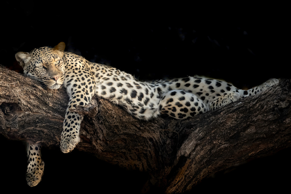 Leopard Resting In Tree,  Samburu Game Reserve, Kenya, Africa  Photography Art | Tom Ingram Photography