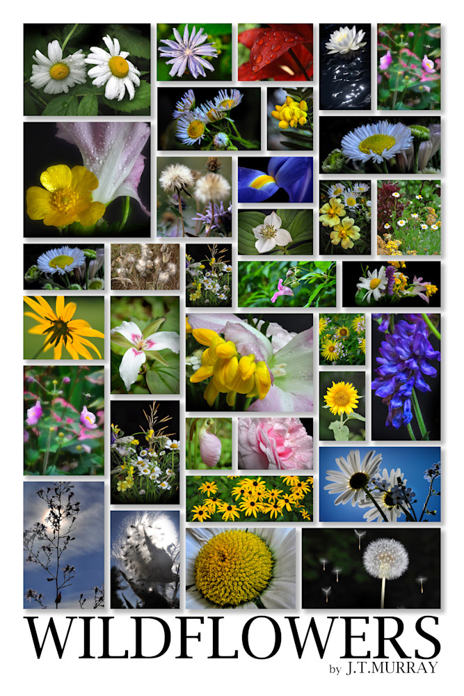 Wildflower Sampler Art | tommurray