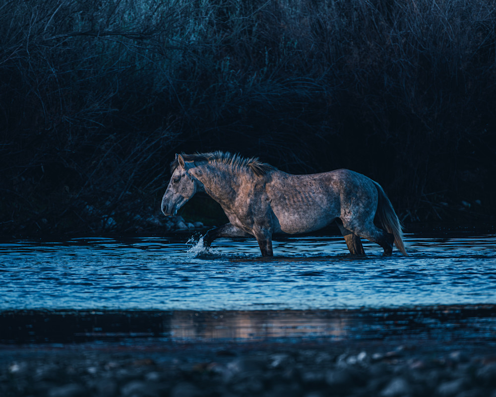 Wild Horses | Intrepid (Moonlight)