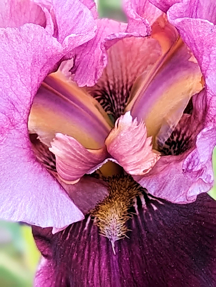 Iris 8