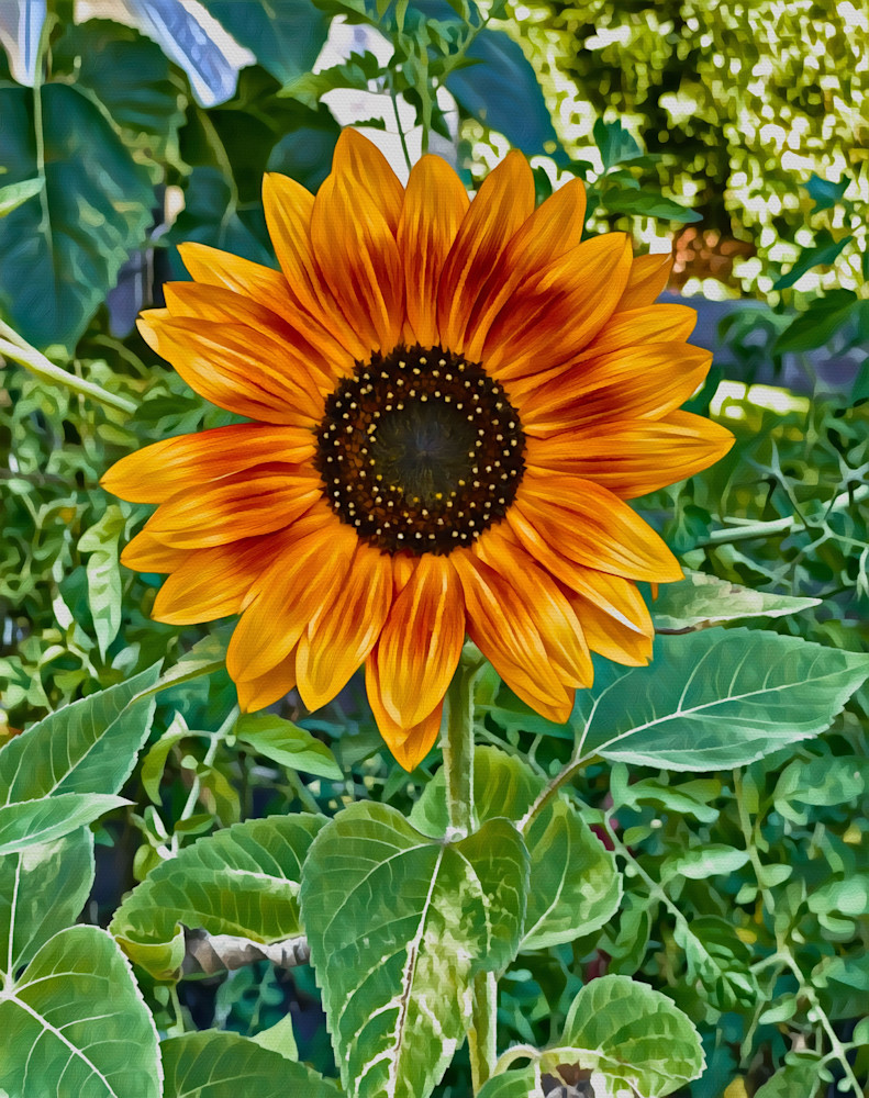 Tiger Eye Sunflower