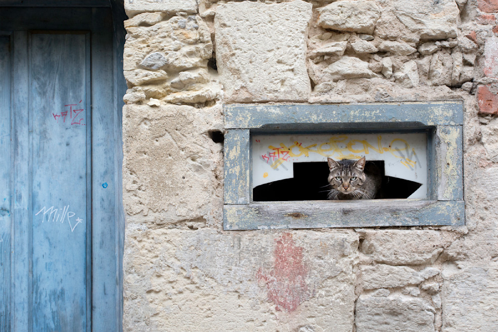 Perigueux Hungry Cat Photography Art | Europa Photogenica     Barbara van Zanten