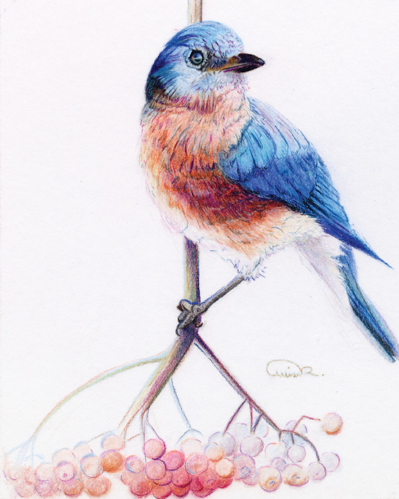 Allison Richter Bluebird Art Print: Captivating Wildlife Masterpiece in Color Pencil - Vibrant Nature's Beauty for Discerning Collectors