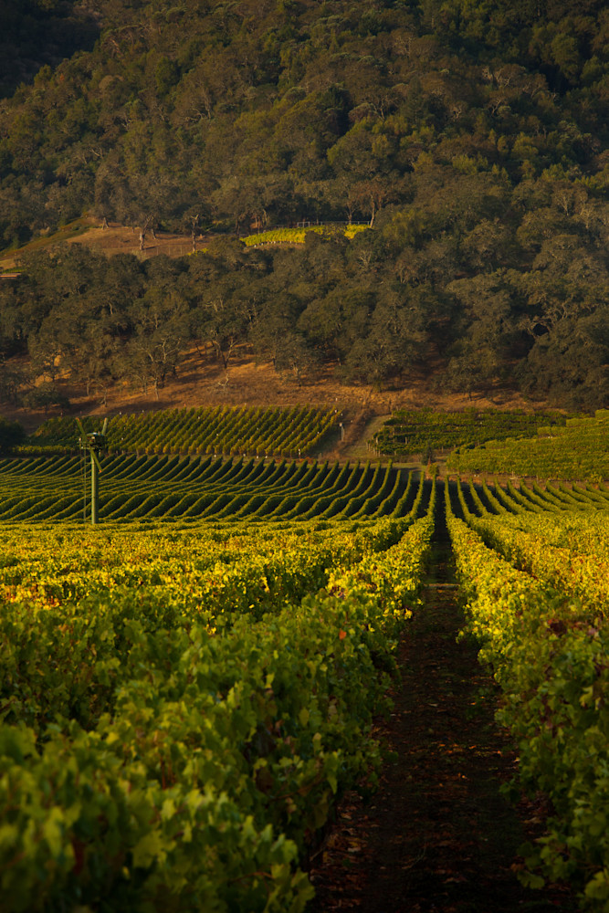 Beautiful vineyard nestled in the heart of the Napa Valley