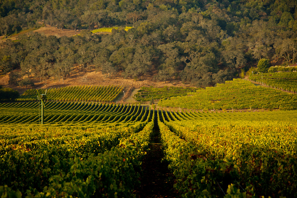 Beautiful vineyard nestled in the heart of the Napa Valley