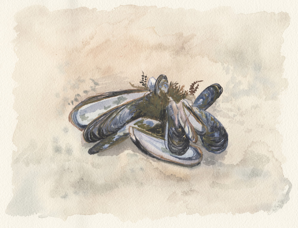 Trestles Mussels Art | mariamiller