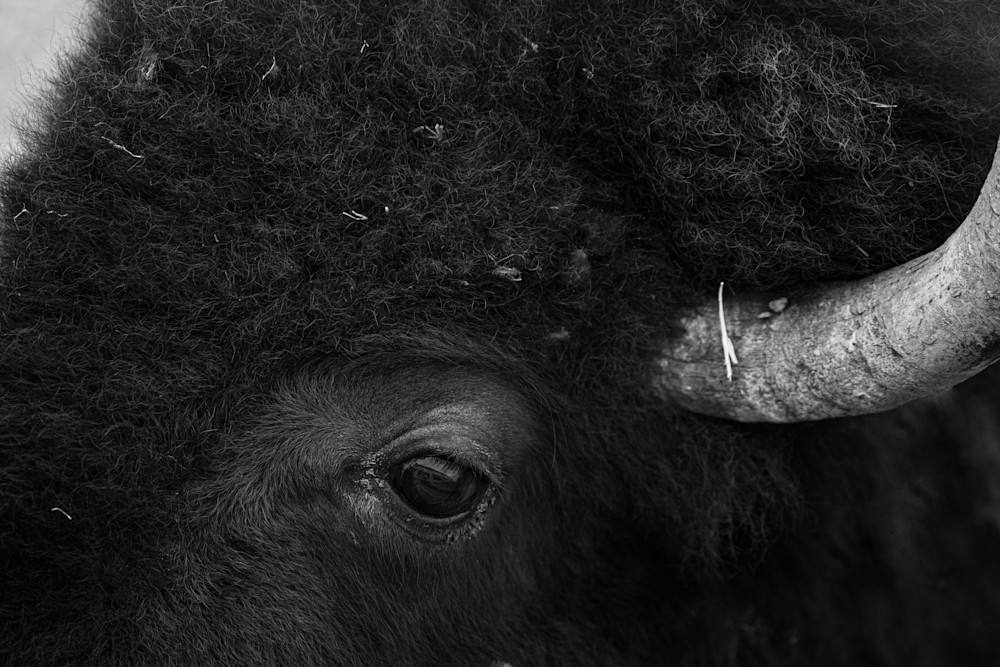 Bison Eye