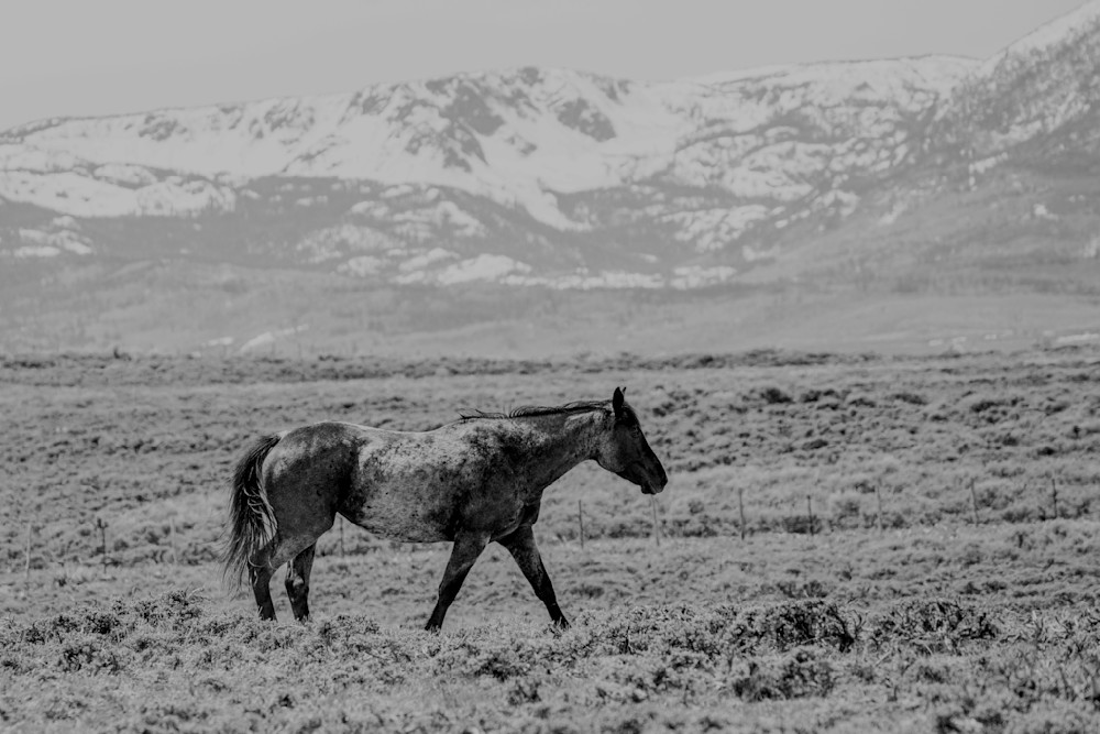 Lone Horse