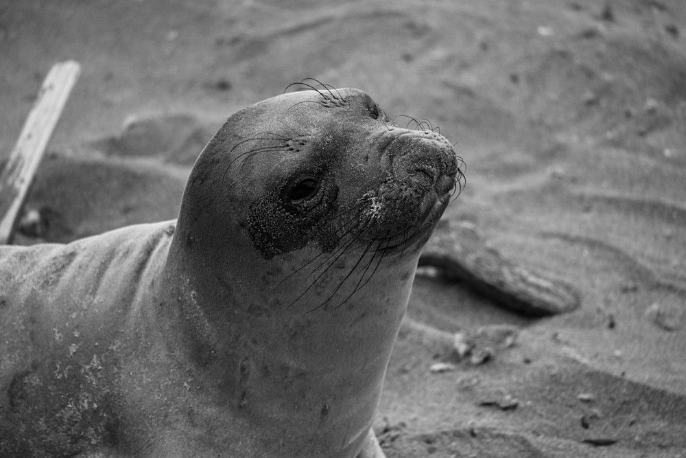Monochrome Seal