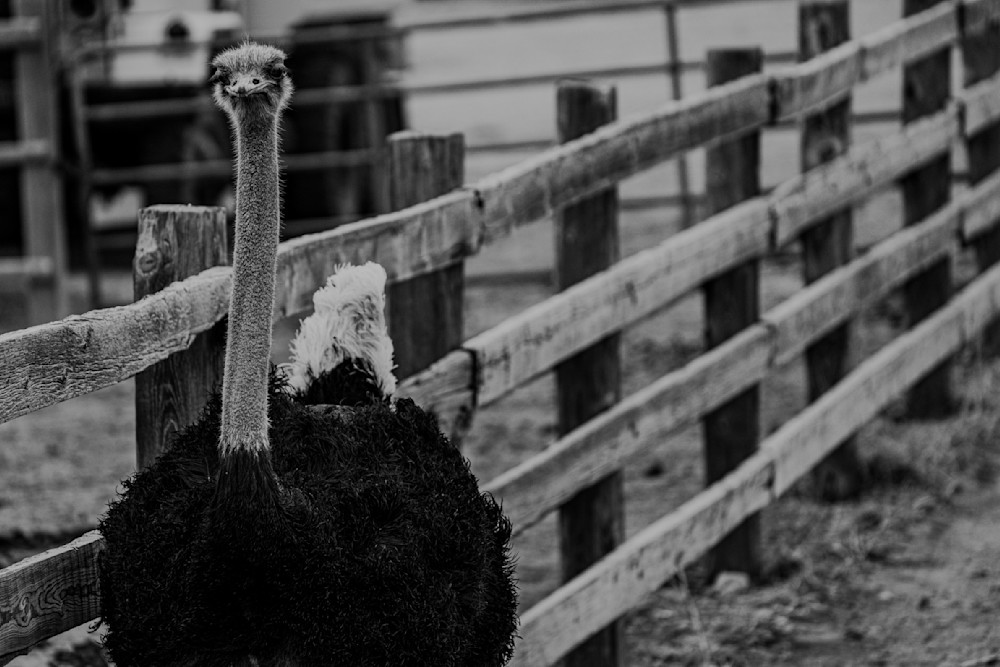 Ostrich