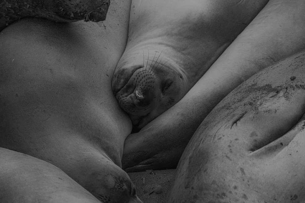 Seal Slumber