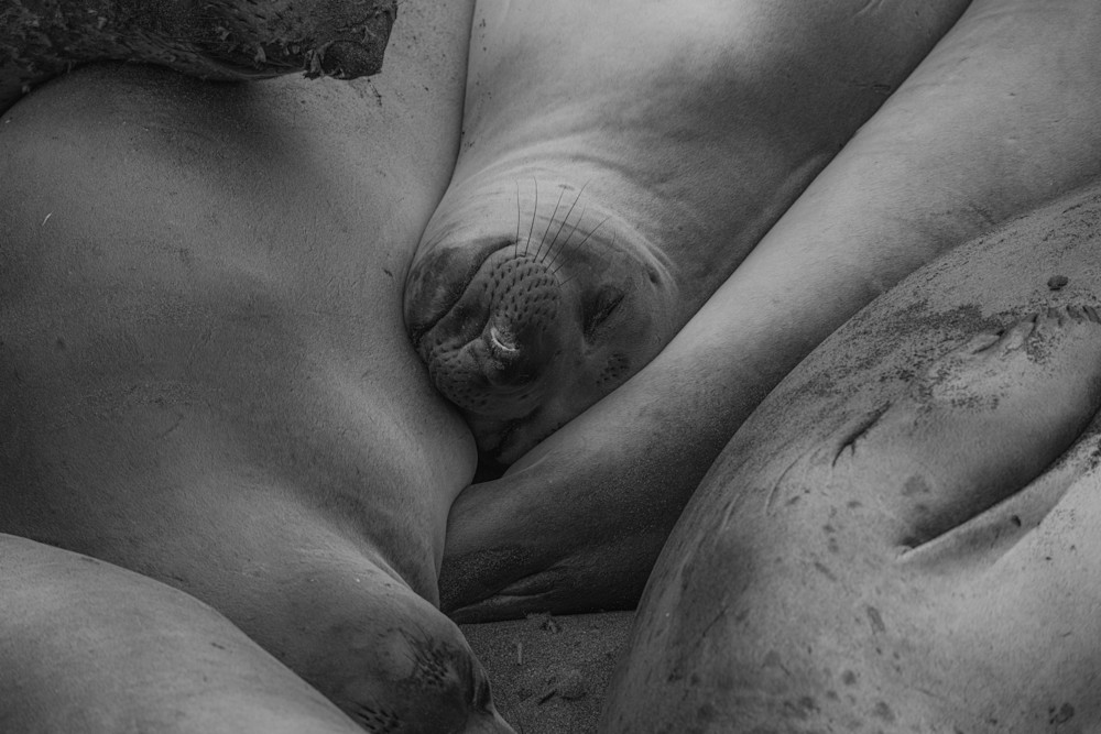 Sleepy Seals