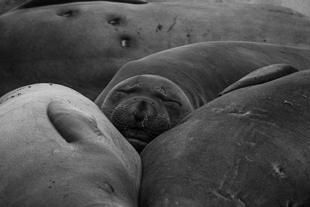 Seal Pile