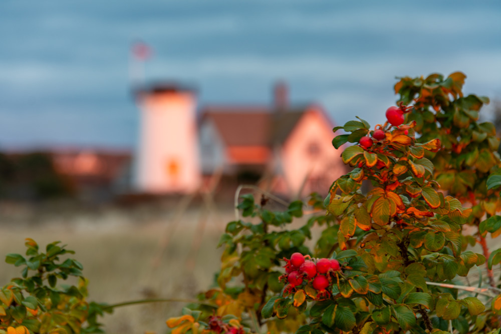 Rose Hips Photography Art | The Colors of Chatham