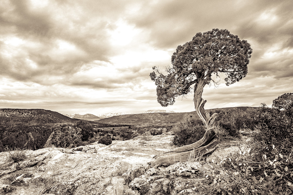 Black Canyon Juniper Photography Art | Patricia Claire Photography