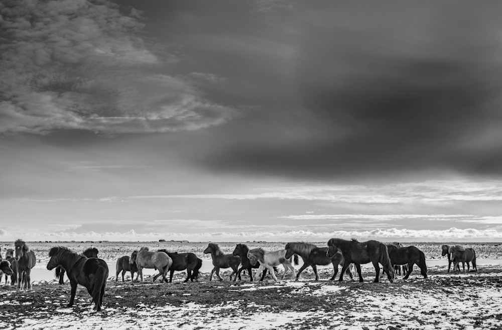 A herd of wild Icelandic horses running in a frozen pasture