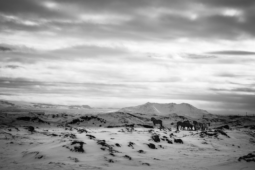 Black and white photo of a herd of Icelandic horses grazing in a frozen pasture with mountains in the background