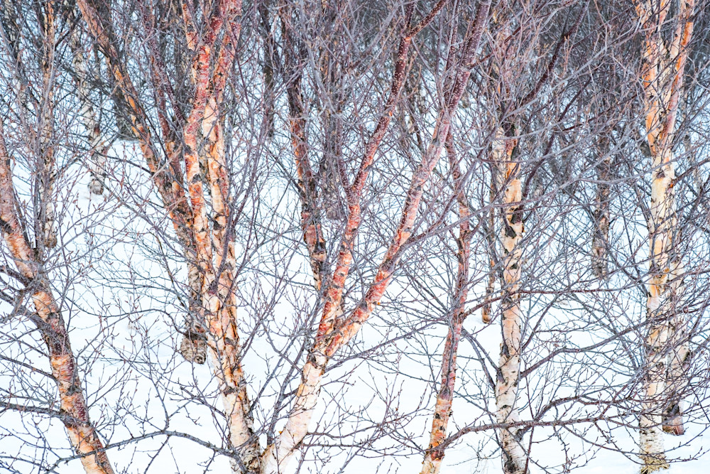 Birch trees in abstract