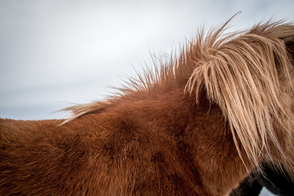 Close-up of an Icelandic horse's mane