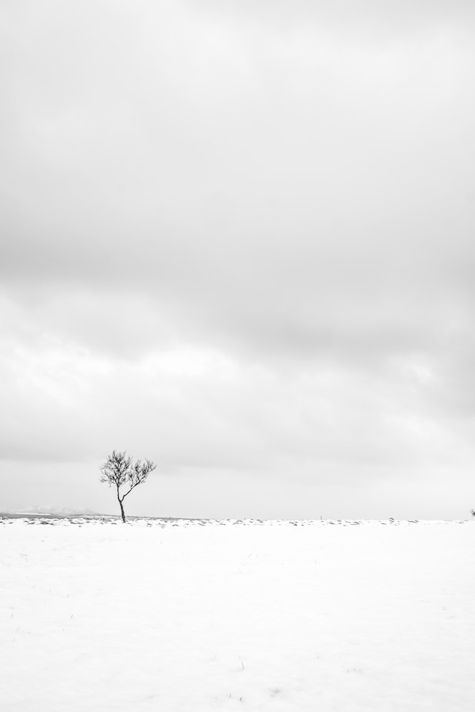 A lone bare tree in a snowy field, Iceland.