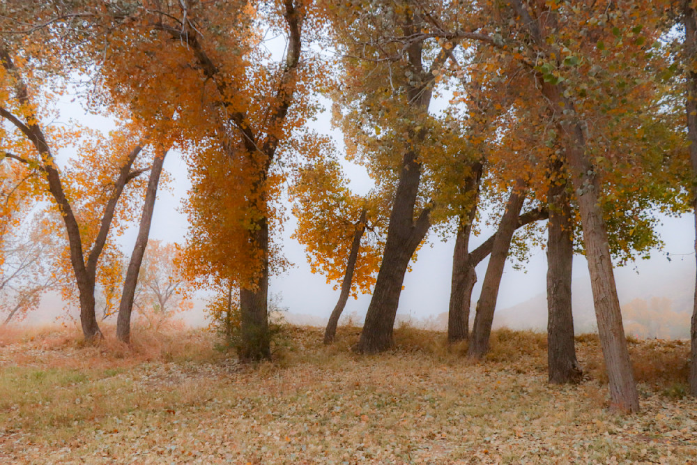 Autumn 3 Photography Art | L G Murphy Photography 