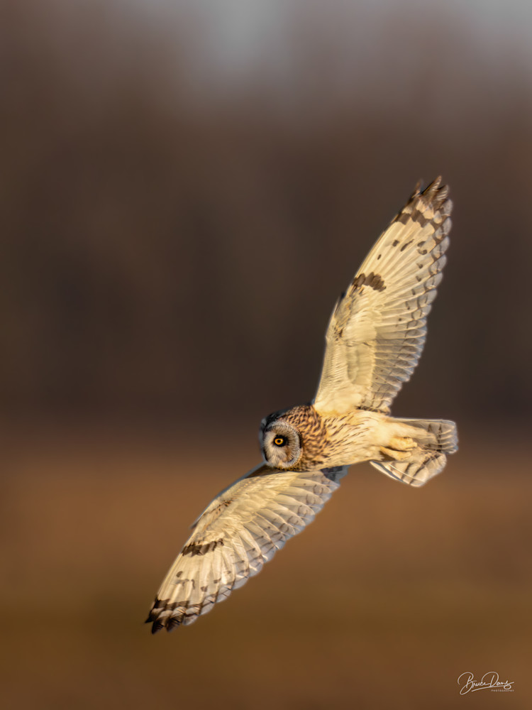 Short Eared Owl Fly-by